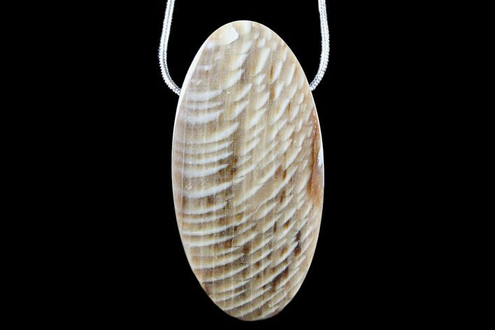 Petrified Wood (Sycamore) Pendant with Snake Chain Necklace #171067